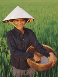 Нива с ориз